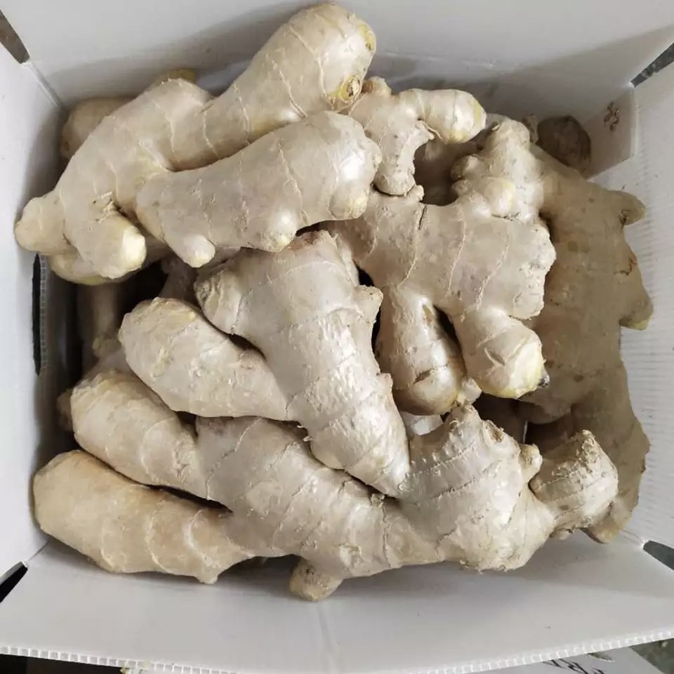 ginger price per 1 kg ginger for sale buy ginger